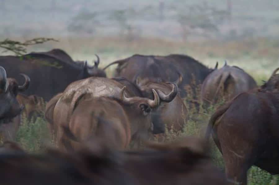 Nairobi: Nakuru National Park and Lake Naivasha Day Tour - Lunch at Lake Nakuru Lodge, at your own cost