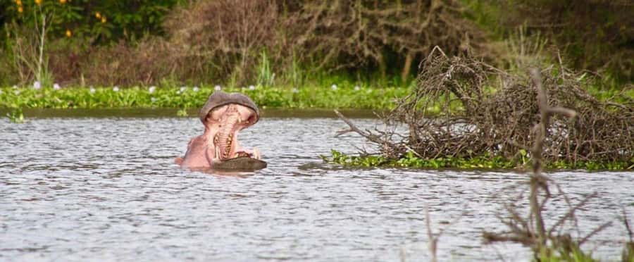 Nairobi: Nakuru National Park and Lake Naivasha Day Tour - From Nakuru to Lake Naivasha