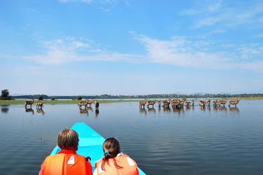 Nairobi: Nakuru National Park and Lake Naivasha Day Tour - Hippos, birds, and eagle feeding on Lake Naivasha