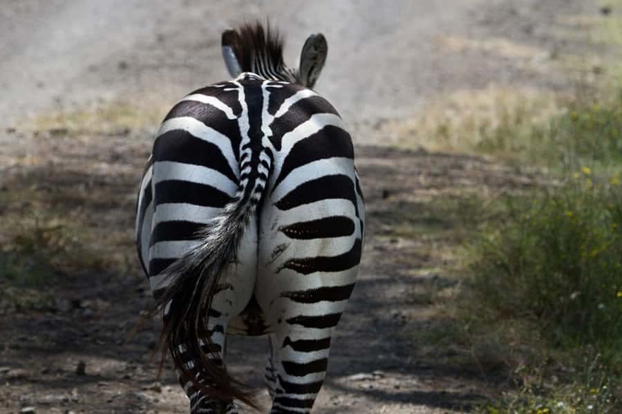 Nairobi: Nakuru National Park and Lake Naivasha Day Tour - The long return to Nairobi