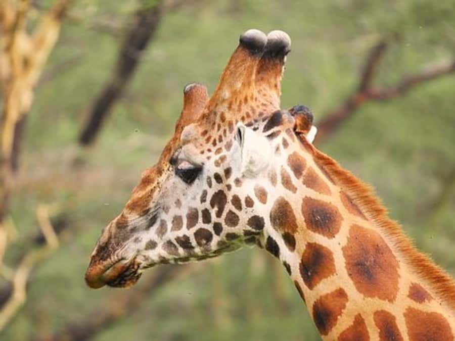 Nairobi: Nakuru National Park and Lake Naivasha Day Tour - How the guide and vehicle affect the experience