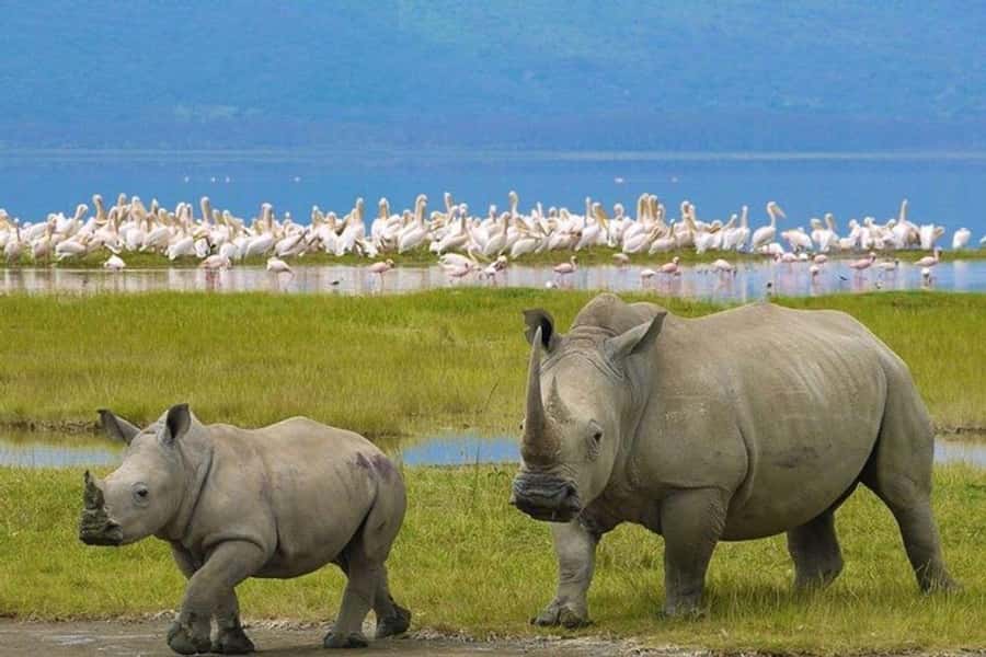 Nairobi: Nakuru National Park and Lake Naivasha Day Tour - Leaving Nairobi for the Great Rift Valley