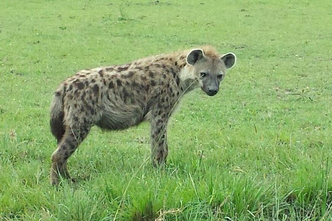 Nairobi National Park 1.p.m Game Drive - Your 1 p.m. pickup and ride into the park