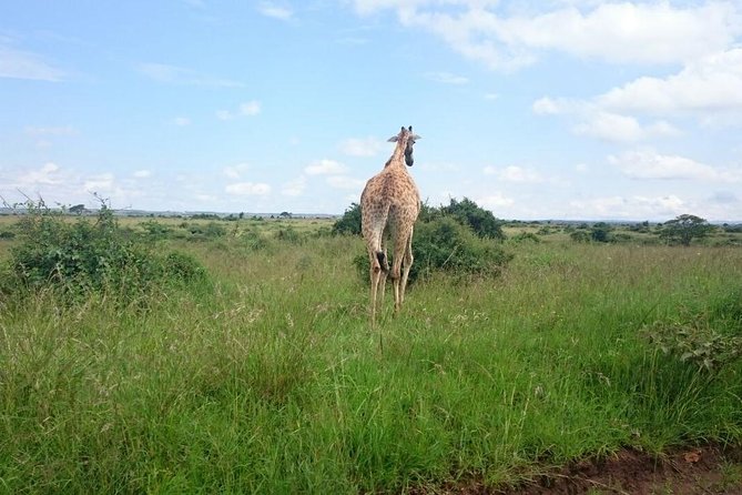 Nairobi National Park 1.p.m Game Drive - The guides are more than drivers