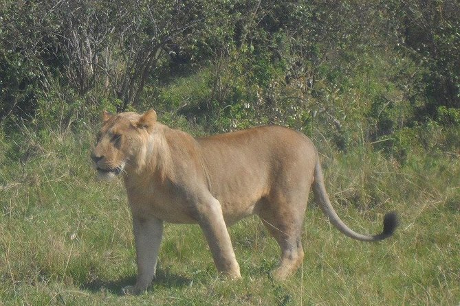 Nairobi National Park 1.p.m Game Drive - Timing, group size, and comfort