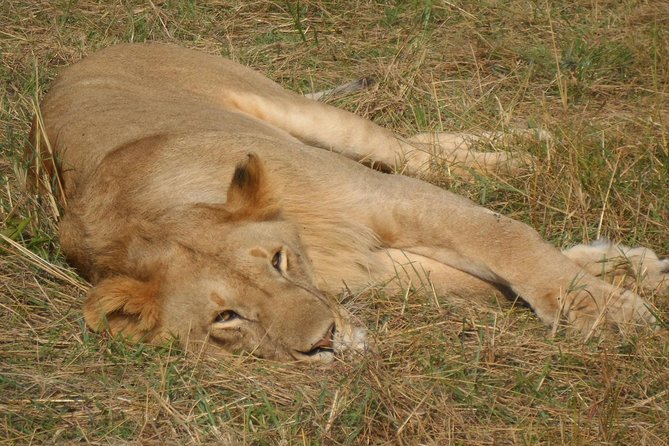 Nairobi National Park 1.p.m Game Drive - Who should book this afternoon safari?