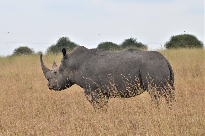 Nairobi National Park - Why Nairobi National Park feels different