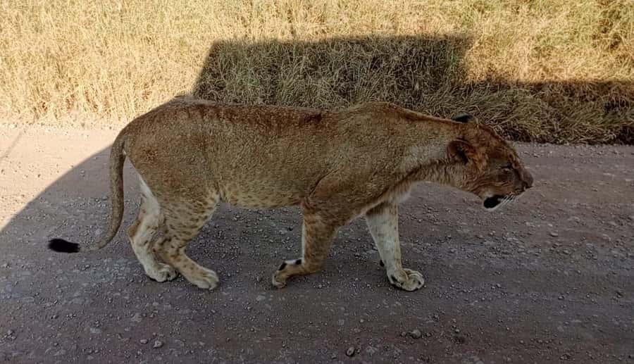 Nairobi National Park 5-hour Guided Game Drive Free Pick up - Why Nairobi National Park works so well for a short visit