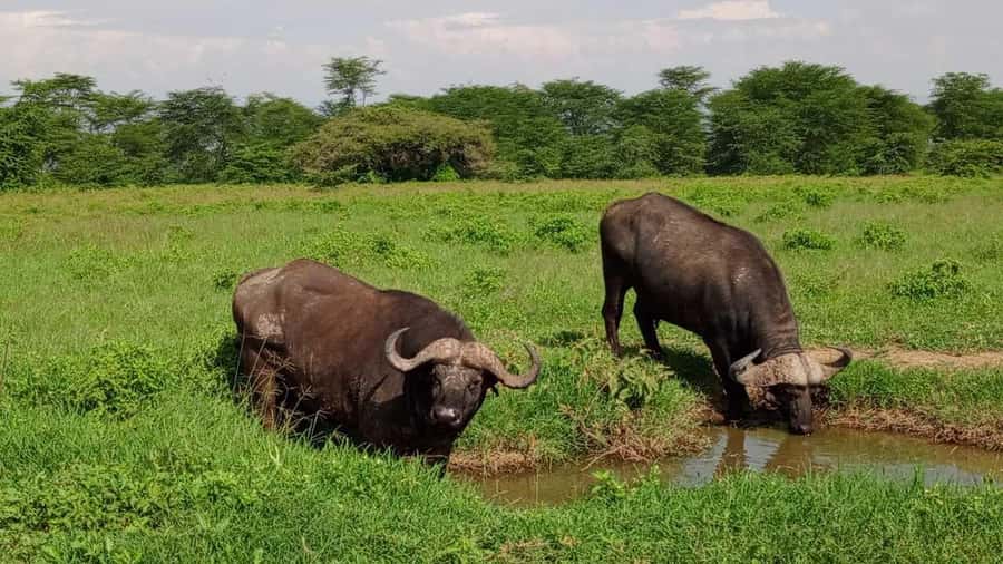 Nairobi National Park 5-hour Guided Game Drive Free Pick up - The five-hour game drive: what your time is really worth