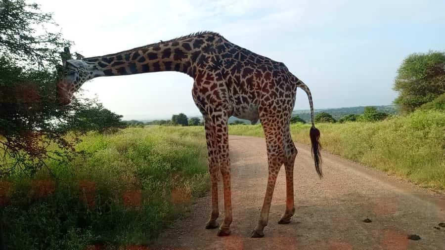 Nairobi National Park 5-hour Guided Game Drive Free Pick up - Lions, rhinos, giraffes, and the luck of the hour