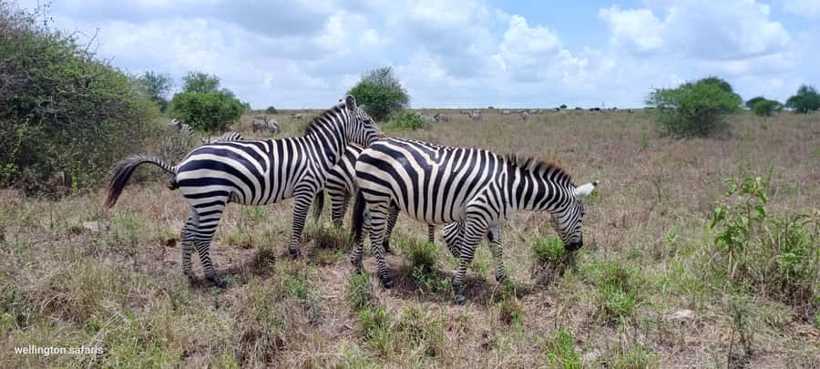 Nairobi National Park 5-hour Guided Game Drive Free Pick up - The urban backdrop and the park’s conservation story