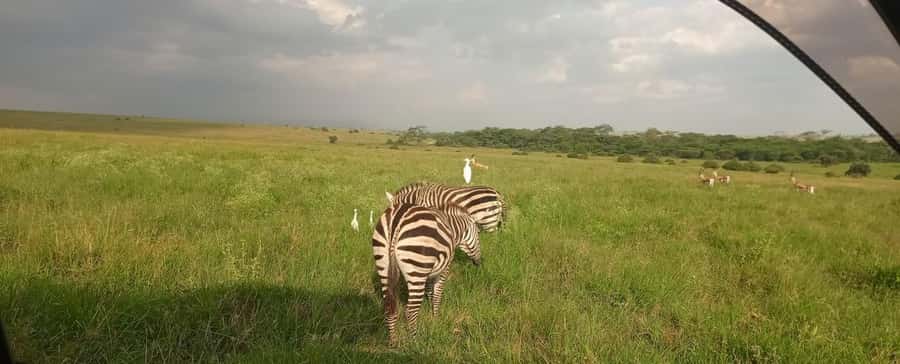 Nairobi National Park 5-hour Guided Game Drive Free Pick up - What $37 really buys you