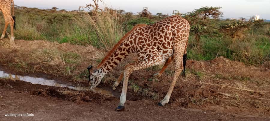Nairobi National Park 5-hour Guided Game Drive Free Pick up - Morning or afternoon, shared or private?