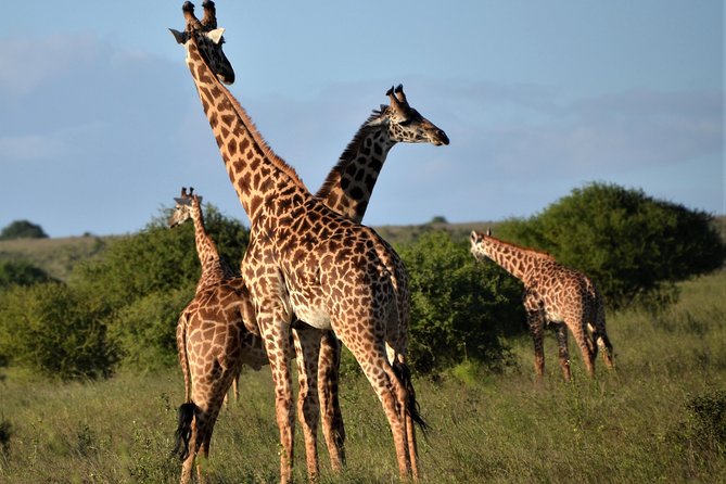 Nairobi National Park - Wildlife to watch for during four to five hours