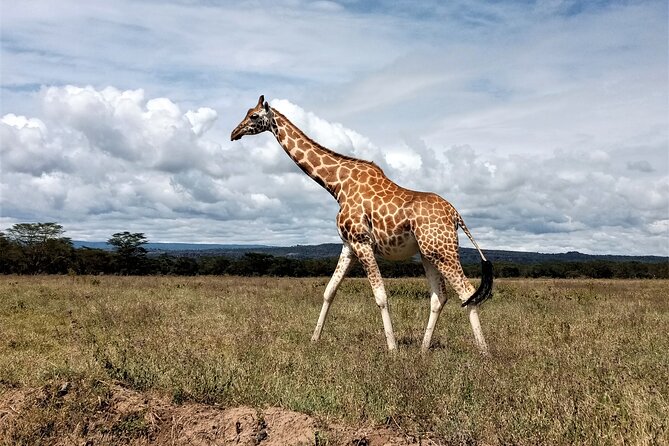 Nairobi National Park 6 am Group Joining Game drive. - Searching for rhinos, lions, and giraffes