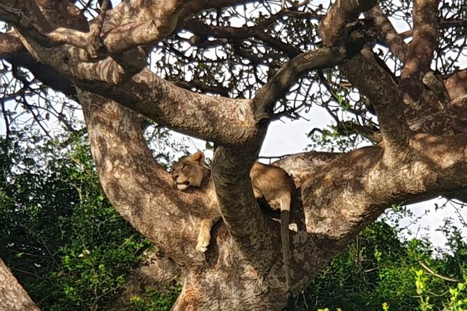 Nairobi National Park 6 am Group Joining Game drive. - Returning to Nairobi and the short stop