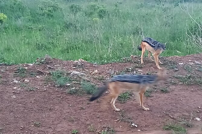 Nairobi National Park 6 am Group Joining Game drive. - What the $40 price really gets you