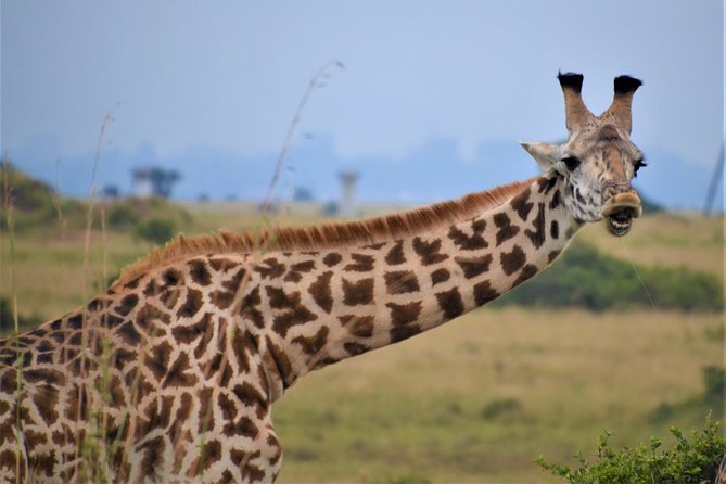 Nairobi National Park - What the positive service details mean for you