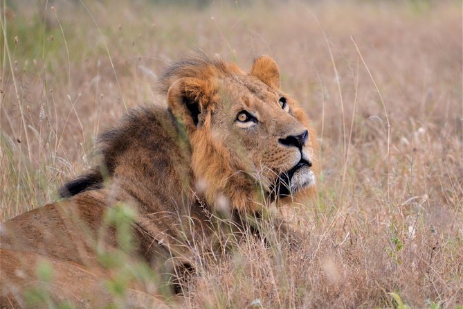 Nairobi National Park - Who will get the most from this safari