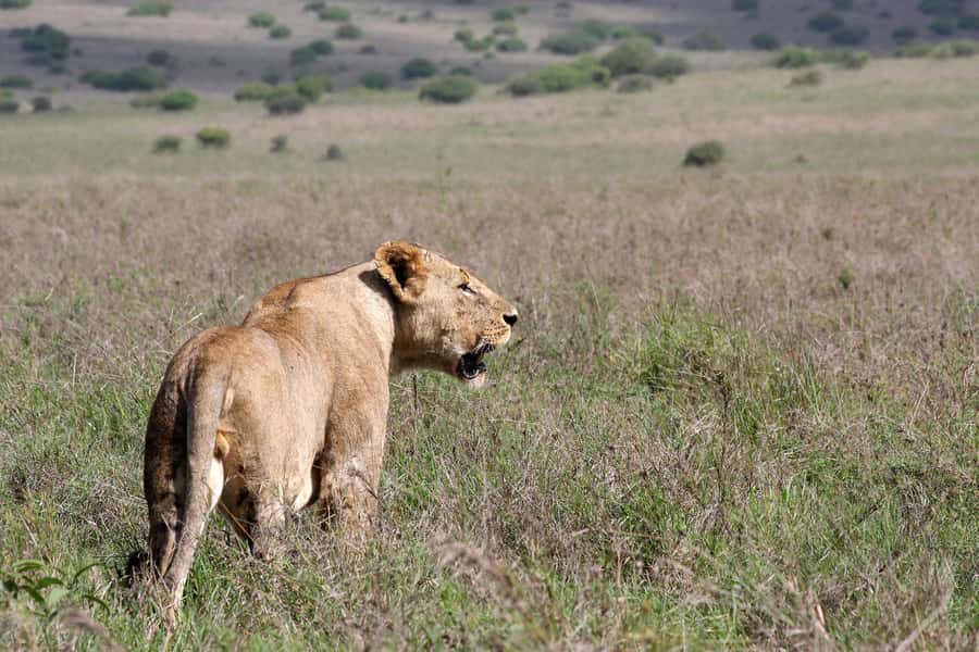 Nairobi National Park –Adventure at City’s Edge Free PickUp - The wooden shoe factory stop