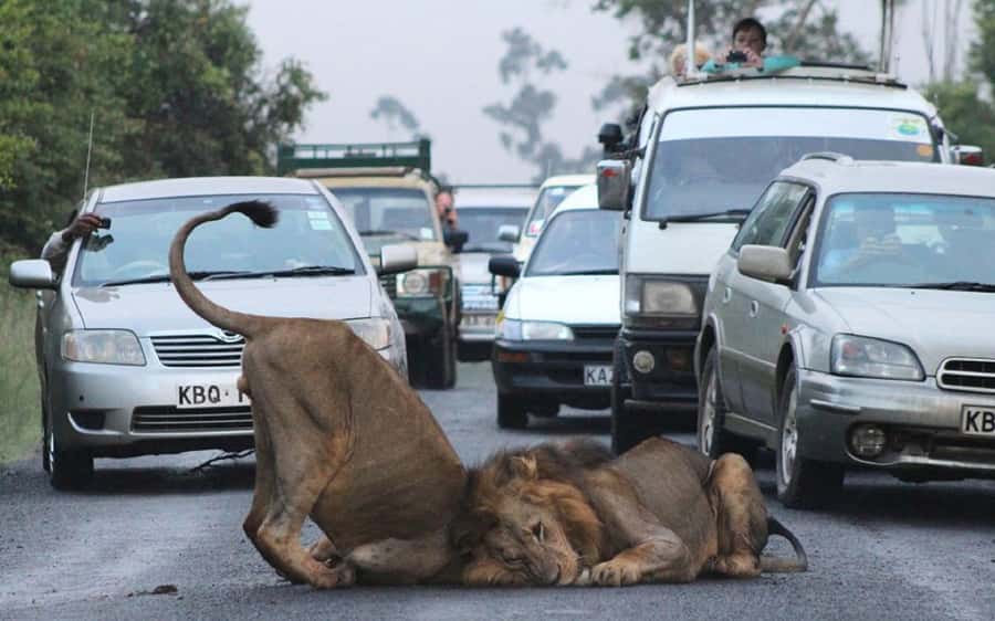Nairobi National Park –Adventure at City’s Edge Free PickUp - Guide service and what the ratings suggest