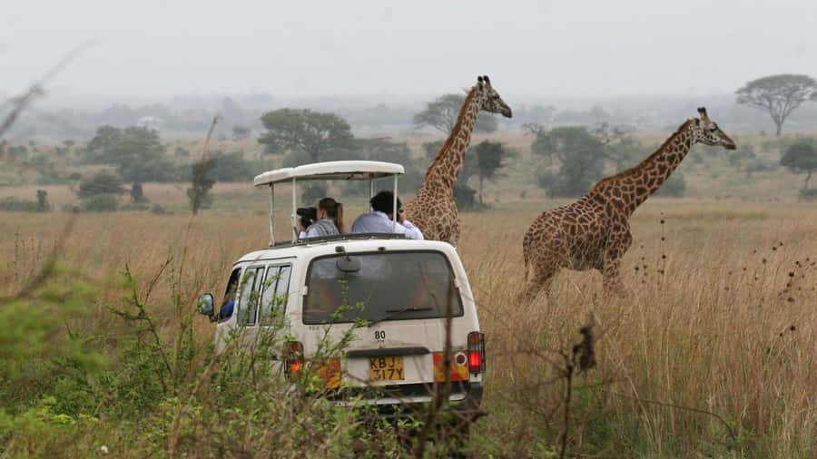Nairobi National Park –Adventure at City’s Edge Free PickUp - Who will get the most from this half-day outing?