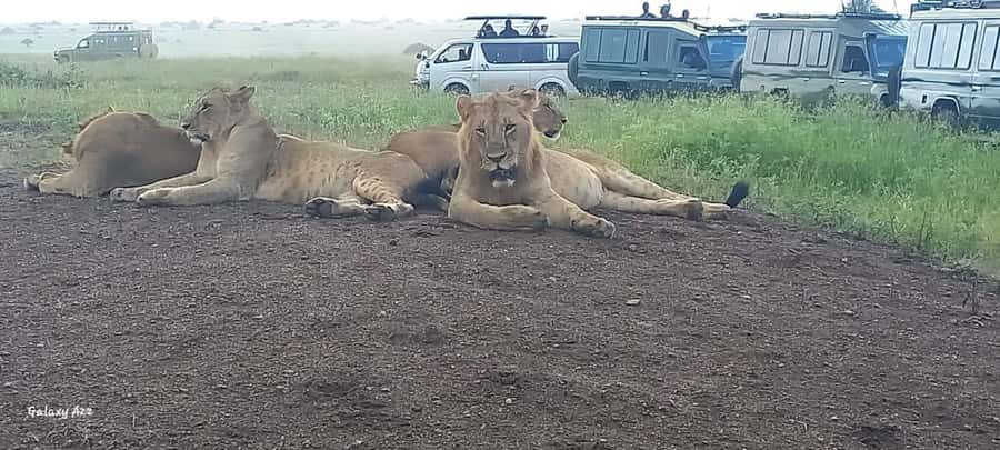 NAIROBI NATIONAL PARK AFTERNOON GAME DRIVE. - Giraffes, Elephants, Predators, and Buffalo