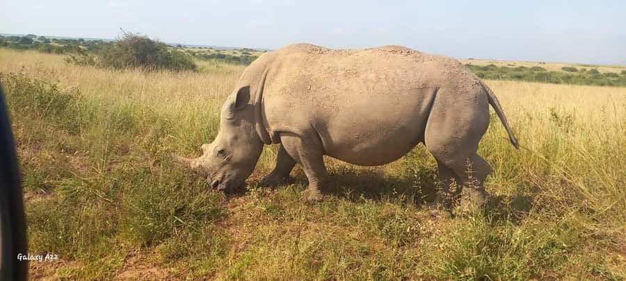 NAIROBI NATIONAL PARK AFTERNOON GAME DRIVE. - What the Guide Adds to the Day