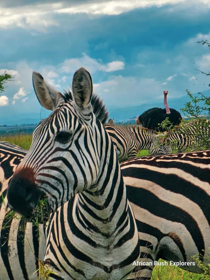NAIROBI NATIONAL PARK AFTERNOON GAME DRIVE. - Who Will Like This Afternoon Drive?