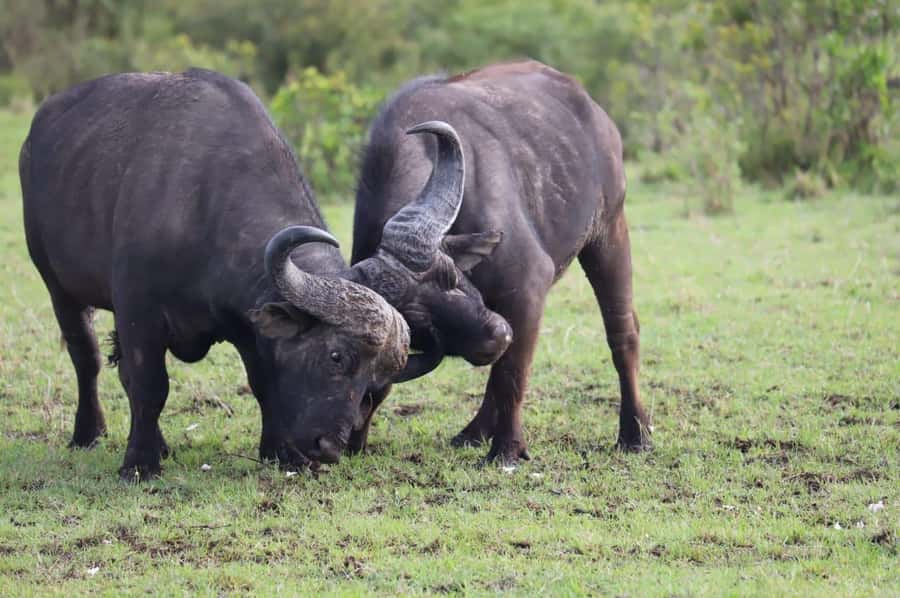 NAIROBI NATIONAL PARK AFTERNOON GAME DRIVE. - Pickup From Seven Nairobi Areas