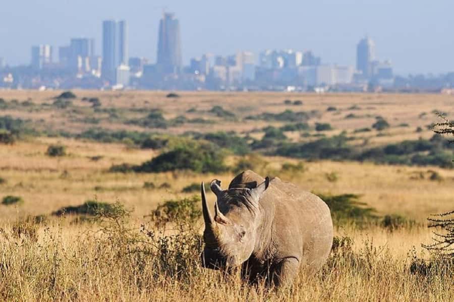Nairobi national park and elephant orphanage - Nairobi National Park at 6:30 am