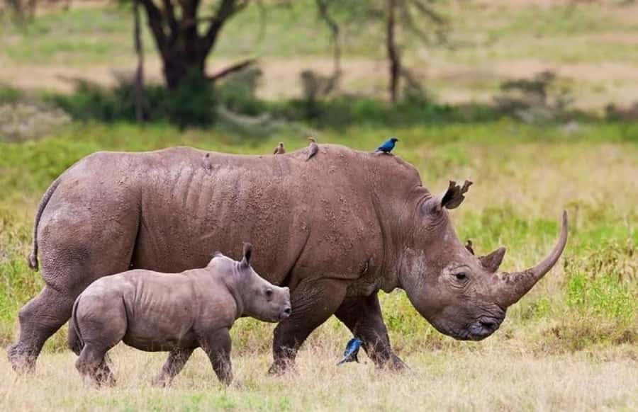 Nairobi national park and elephant orphanage - The David Sheldrick Wildlife Trust at 10:30 am