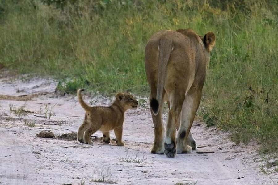 Nairobi national park and elephant orphanage - The real cost is at least $135 per person