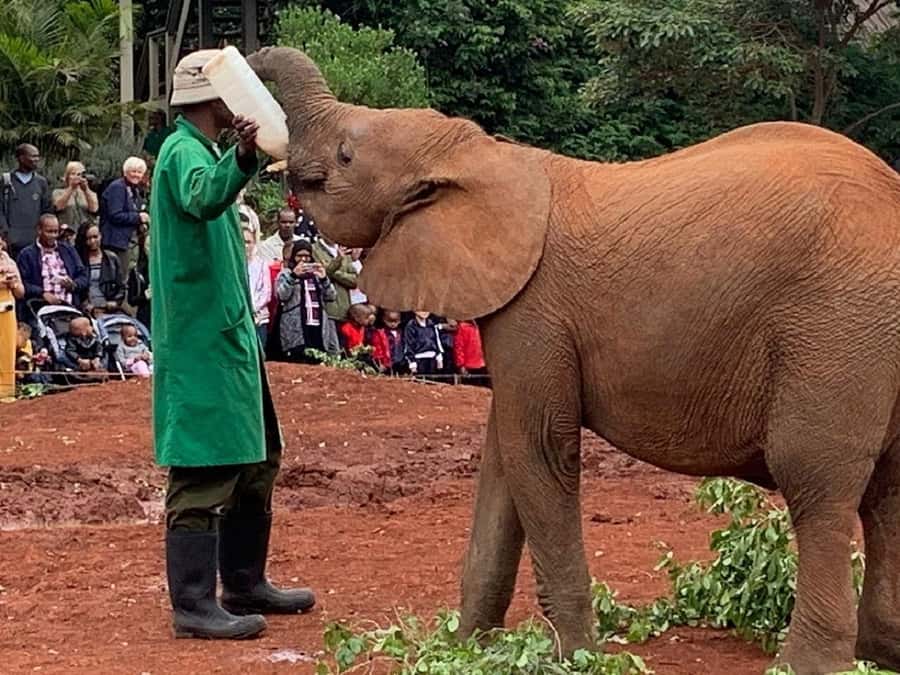 Nairobi national park and elephant orphanage - Pickup, timing, and the seven-hour schedule