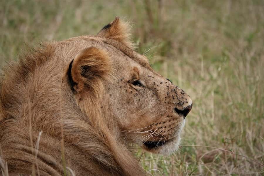 Nairobi national park and elephant orphanage - Booking details worth checking first