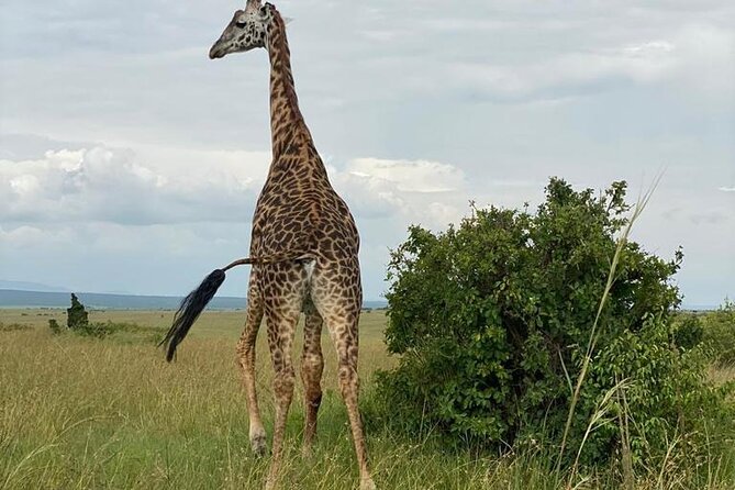 Nairobi national park and Giraffe center - Key points to know before you book