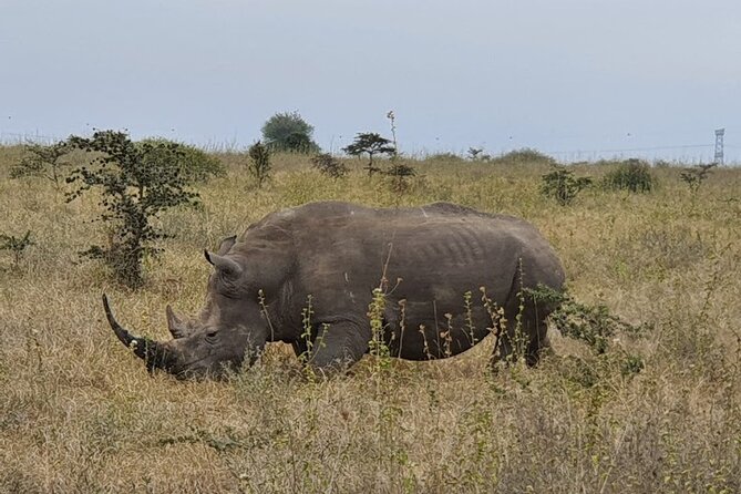 Nairobi national park and Giraffe center - Why this Nairobi day works so well