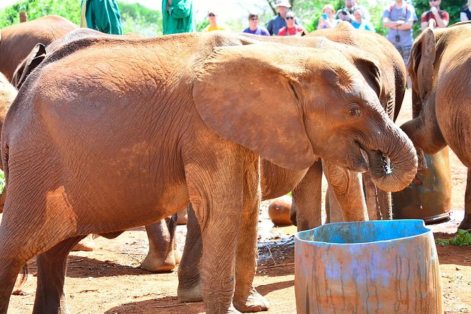 Nairobi national park and Giraffe center - Two hours at the Giraffe Centre