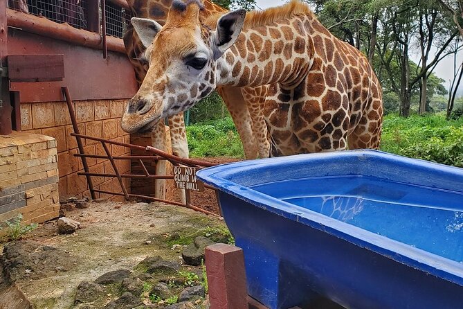 Nairobi national park and Giraffe center - Who gets the best value from this tour
