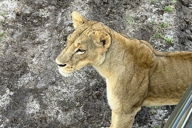 Nairobi National Park and Giraffe Center Daily Tours. - What makes the Giraffe Centre different