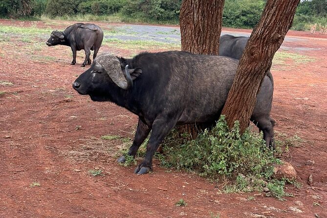Nairobi National Park and Giraffe Center Daily Tours. - The real cost and what you get for it