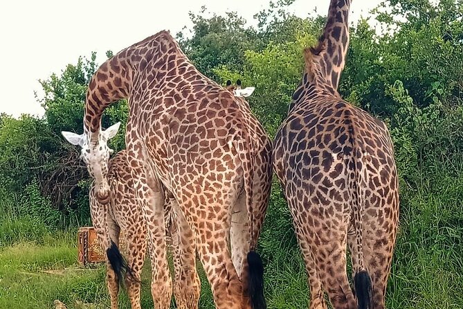 Nairobi National Park and Giraffe Center Daily Tours. - Timing, pickup, and the private vehicle