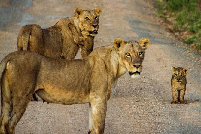 Nairobi National Park and Giraffe Center Daily Tours. - Who should book this Nairobi wildlife tour?