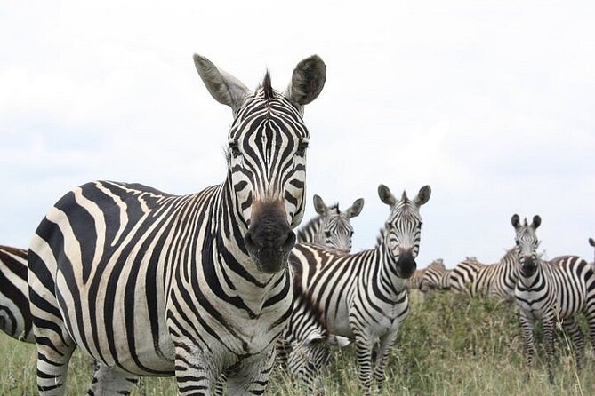 Nairobi National Park and Giraffe Center Day Tour - Why Nairobi National Park makes this day special