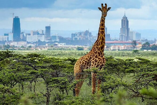 Nairobi National Park and Giraffe Center Day Tour - Who will get the most from this tour?