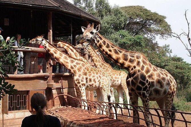 Nairobi National Park and Giraffe Center Day Tour - Should you book this Nairobi wildlife day?