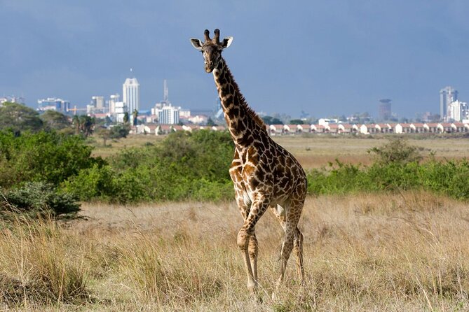 Nairobi National Park and Giraffe Center Day Tour - The 6:30 a.m. pickup and private vehicle