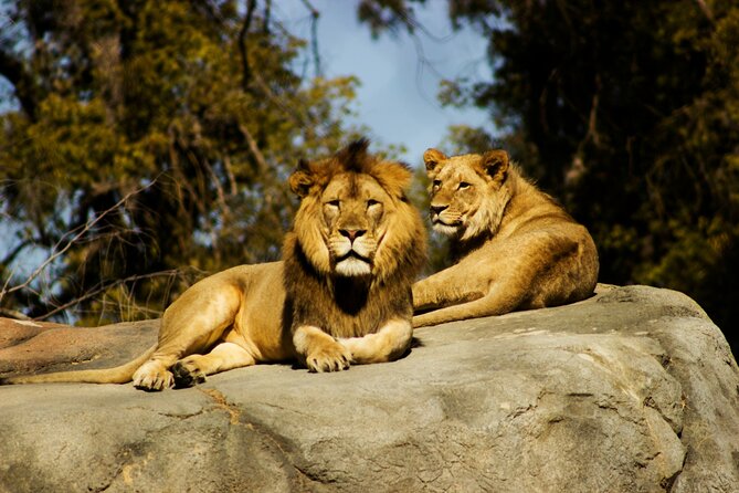 Nairobi National park And Giraffe Center: Free Wi-Fi Connection - Timing, vehicle, and group considerations