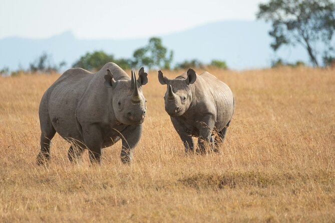 Nairobi National park And Giraffe Center: Free Wi-Fi Connection - The four-hour morning game drive