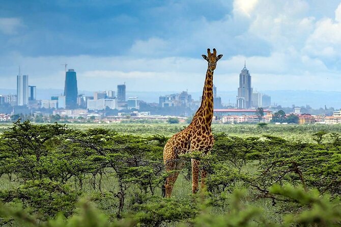 Nairobi National Park and Giraffe Center from Kenya with a Guide - Leaving Nairobi for the Park